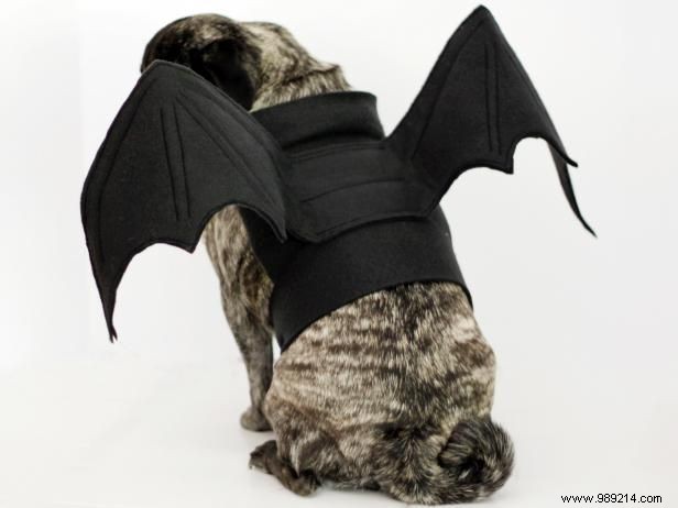 DIY Halloween Bat Costume for Dogs: Easy Step-by-Step Guide