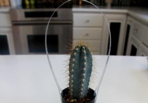 How to Craft Adorable Mini Cactus Party Favors: A Simple 3-Step DIY Guide