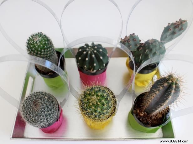 How to Craft Adorable Mini Cactus Party Favors: A Simple 3-Step DIY Guide