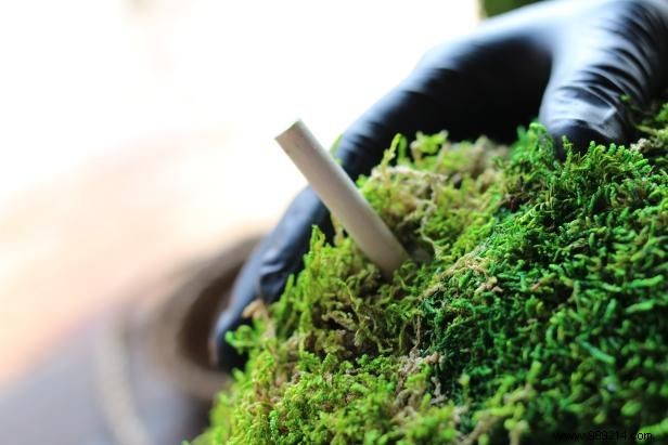 DIY Guide: Craft Stunning Hanging Moss Topiary Spheres