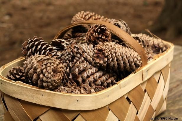 DIY Scented Pine Cone Fire Starters: Easy Step-by-Step Guide