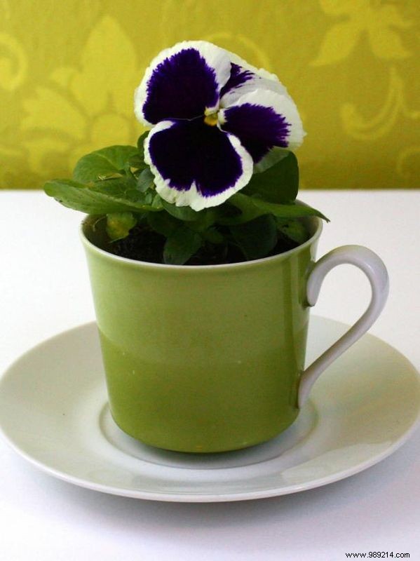 Easy DIY: Transform Old Teacups and Saucers into Charming Garden Planters