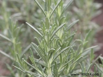 Stylish Indoor Gardening Ideas for Small Spaces