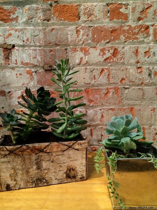 Stylish Indoor Gardening Ideas for Small Spaces
