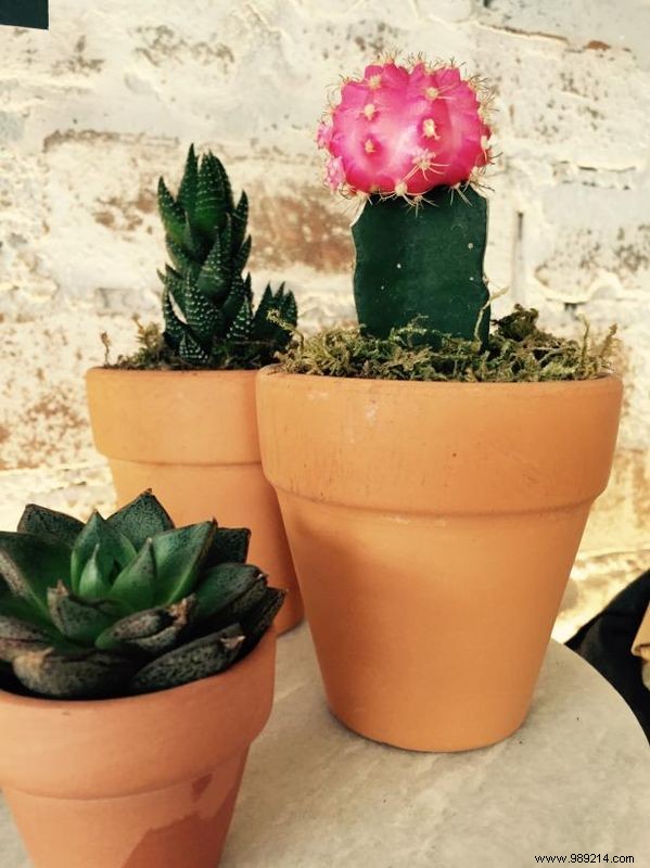 Stylish Indoor Gardening Ideas for Small Spaces