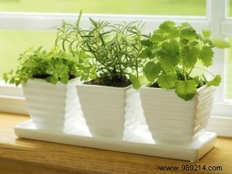 Stylish Indoor Gardening Ideas for Small Spaces