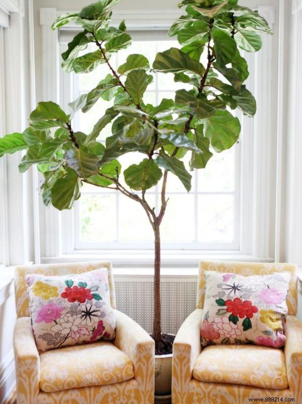 Stylish Indoor Gardening Ideas for Small Spaces