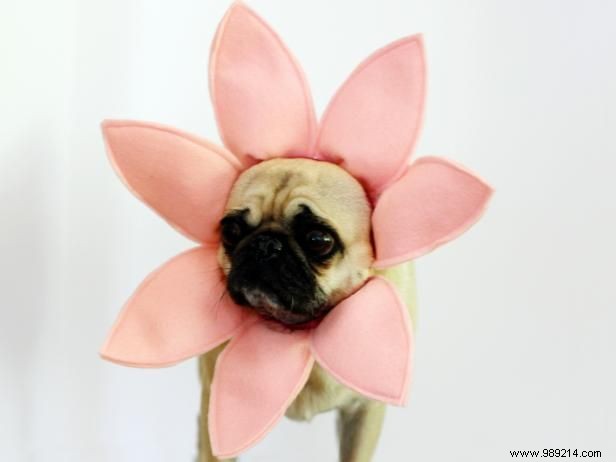 DIY Flower Halloween Costume for Dogs: Easy Step-by-Step Felt Crown Tutorial