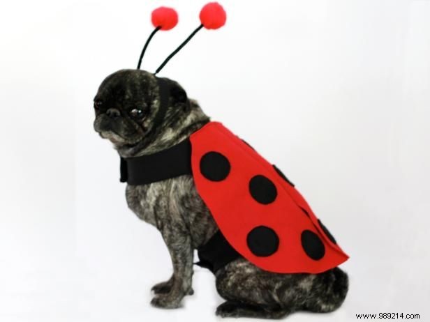 DIY Ladybug Costume for Dogs: Easy Step-by-Step Guide from a Pet Craft Expert