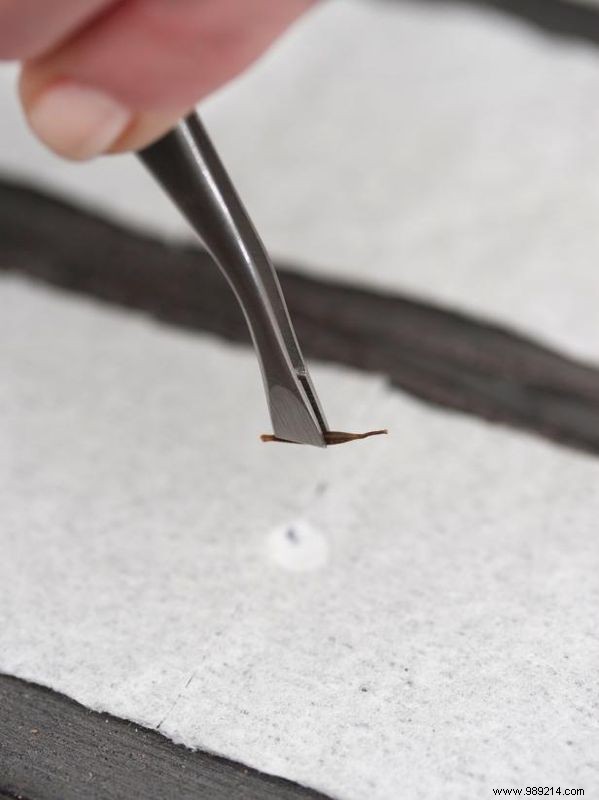 How to Make DIY Seed Tape from Toilet Paper: Easy Gardening Hack