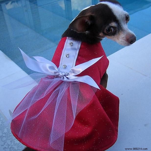 DIY Puppy Party Dress: Sew a Custom Gown for Your Dog with Free Pattern